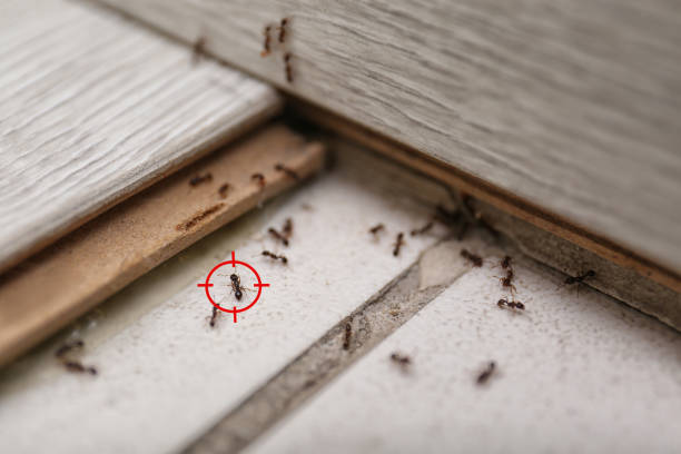 Pest Prevention Services in Bethel Acres, OK