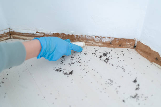 Best Pest Prevention Services  in Bethel Acres, OK
